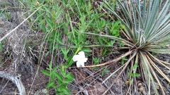Mandevilla hypoleuca