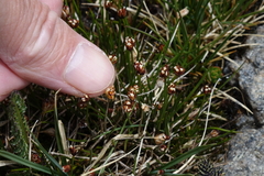 Juncus triglumis