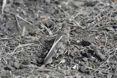 Cratypedes neglectus