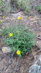 Wedelia acapulcensis