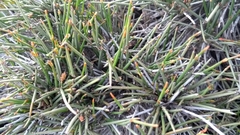 Ephedra compacta