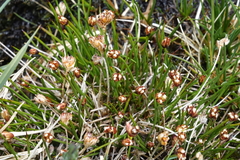 Juncus triglumis