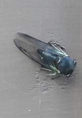 Neotibicen lyricen engelhardti