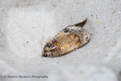 Pilipectus prunifera