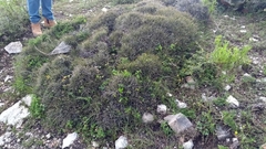 Ephedra compacta