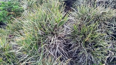 Ephedra compacta