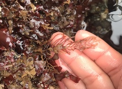 Abietinaria