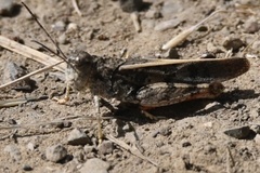 Cratypedes neglectus