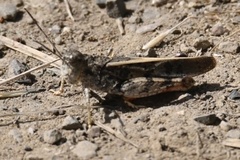 Cratypedes neglectus