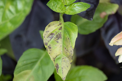 Peronospora belbahrii