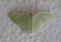 Phrudocentra centrifugaria