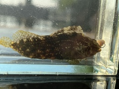 Chasmodes bosquianus
