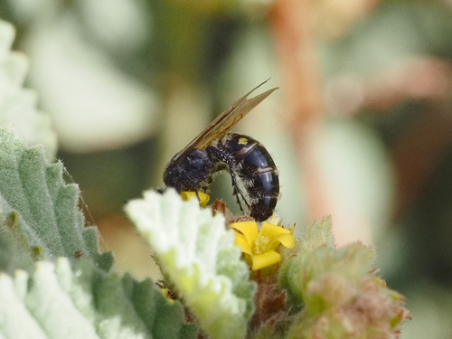 Micromeriella marginella, 2022-07-11