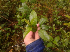 Pentacalia