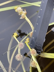 Sparganium fluctuans