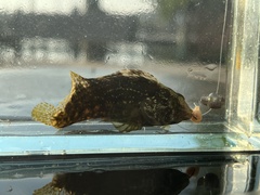 Chasmodes bosquianus