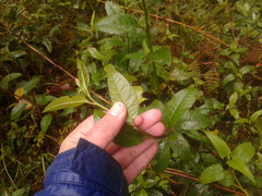 Pentacalia
