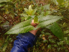 Munnozia senecionidis