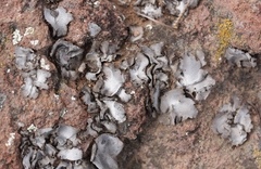 Dermatocarpon americanum