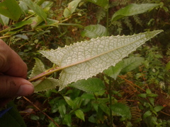 Munnozia senecionidis