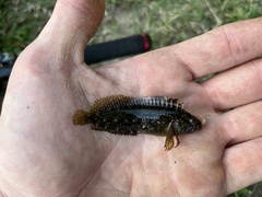 Chasmodes bosquianus