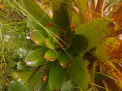 Guzmania gloriosa
