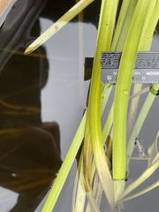 Sparganium fluctuans