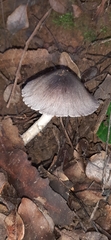 Basidiomycota