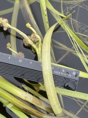 Sparganium fluctuans