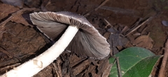Basidiomycota