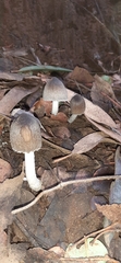 Basidiomycota