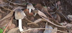 Basidiomycota