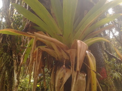 Tillandsia complanata