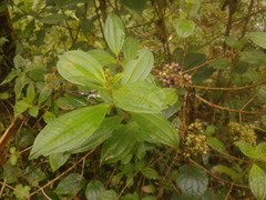 Miconia gleasoniana