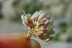 Trifolium pallescens