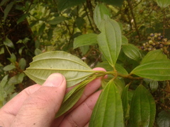 Miconia gleasoniana