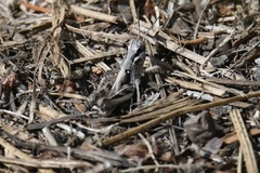 Melanoplus fasciatus
