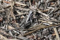 Melanoplus fasciatus