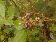 Miconia gleasoniana