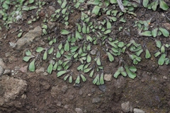 Targionia hypophylla