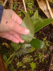 Pentacalia