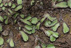 Targionia hypophylla