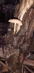 Pholiota communis