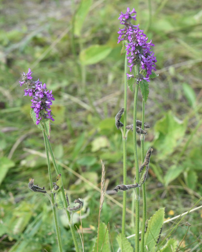 Betonica officinalis