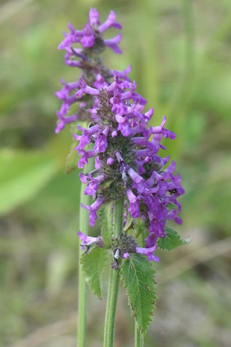 Betonica officinalis