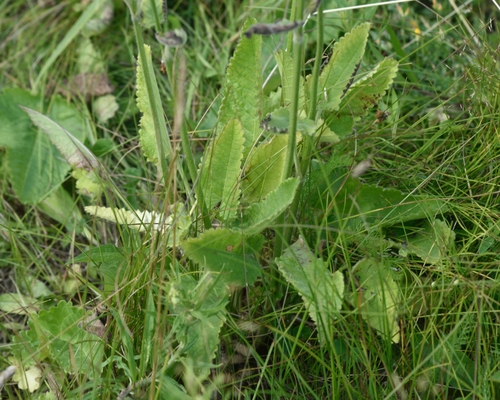 Betonica officinalis