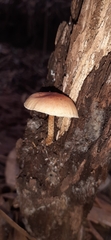 Pholiota communis