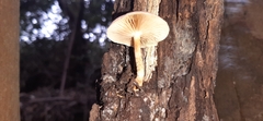 Pholiota communis