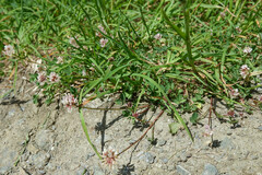 Trifolium pallescens