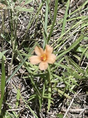 Portulaca suffrutescens